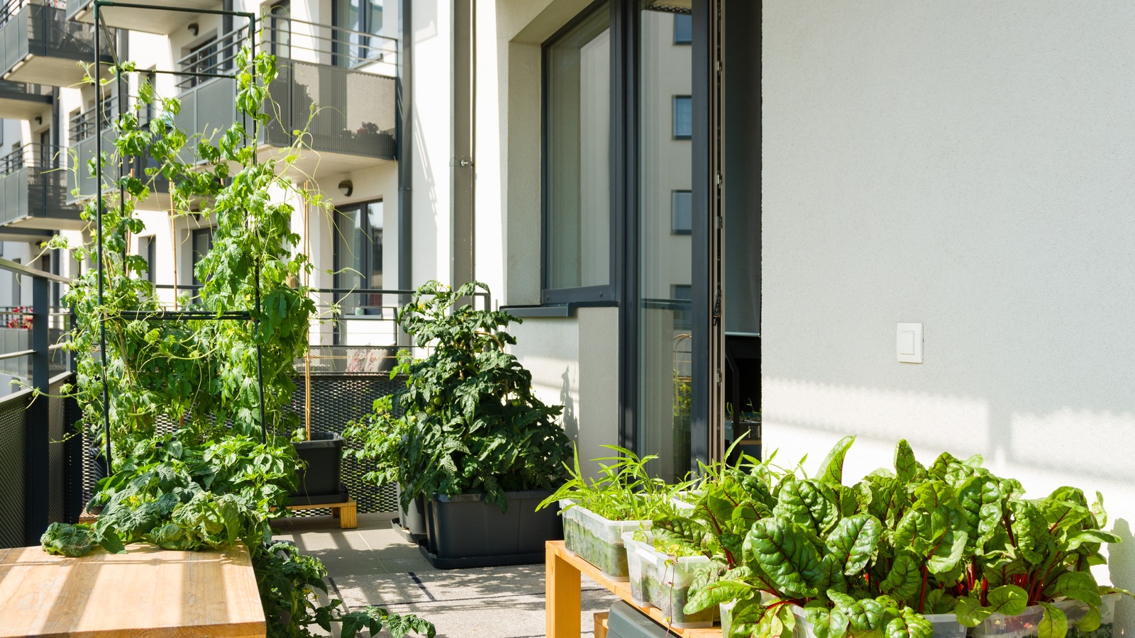 Sebze Yetiştirmeyi Kolaylaştıran Basit Bahçecilik Uygulaması