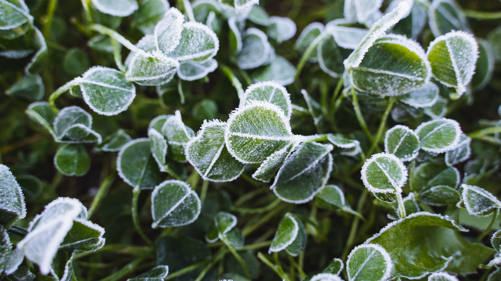 Bitkilerinizi Dondan Korumayacak Bahçe Tüyoları