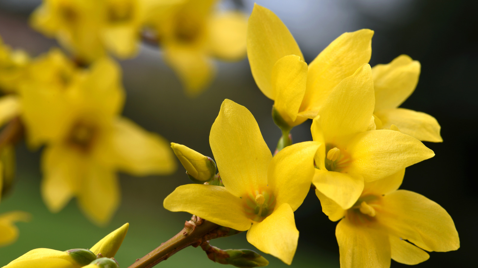 Tohumları Atla: Forsythia Yayılımı İçin Yararlı Yapma ve Değil