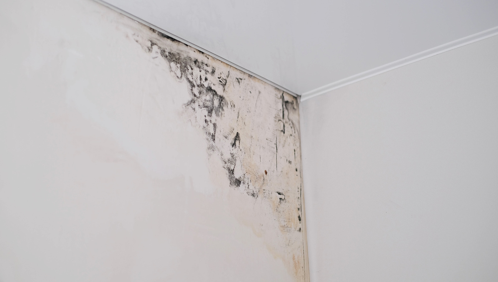 Duvar kağıdından kalıbı temizlemenin ve çıkarmanın en güvenli yolu