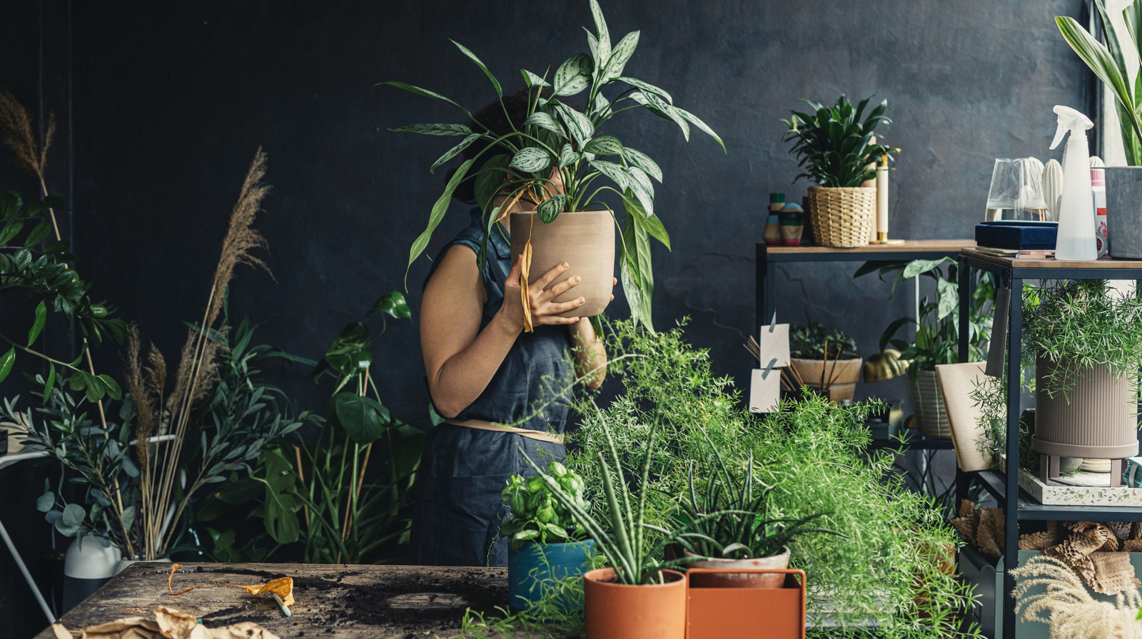 Alanınız için büyük bir etki yaratan 2025 Houseplant Trend