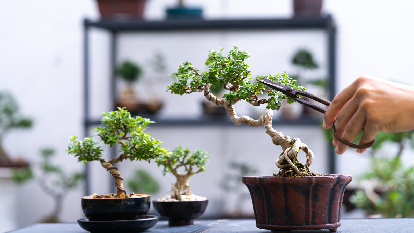 Costco'nun bonsai ağaçları yeni başlayan meraklıları için iyi bir satın alma