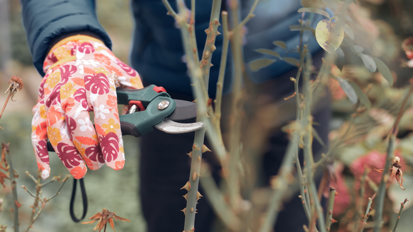 Güllerinizi neden çok geç budamak büyük bir hatadır