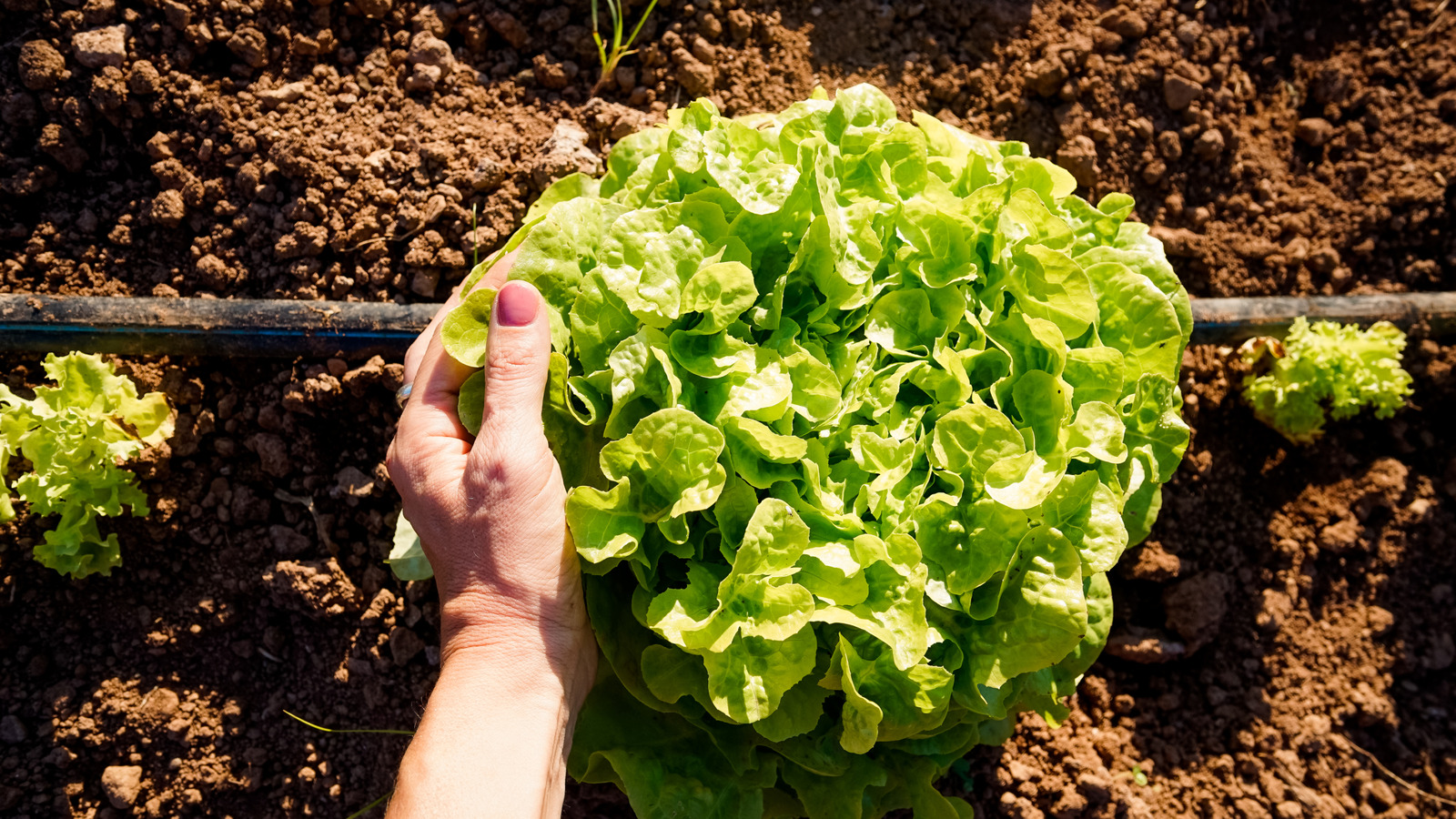 Bireysel bir damla sulama sistemi kurarak bitki sulamanızı otomatikleştirin