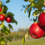 Tüm faydaları için elma ağaçlarının yanına ekmek isteyeceğiniz popüler bitki
