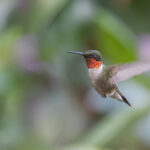 Daha fazla sinek kuşu ve tozlayıcıları çekmek için bu tatlı kokulu çalı büyüt