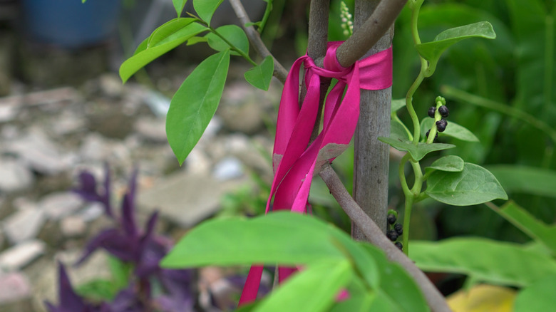 Destek için daha büyük bir ağaçla bağlı küçük ağaç