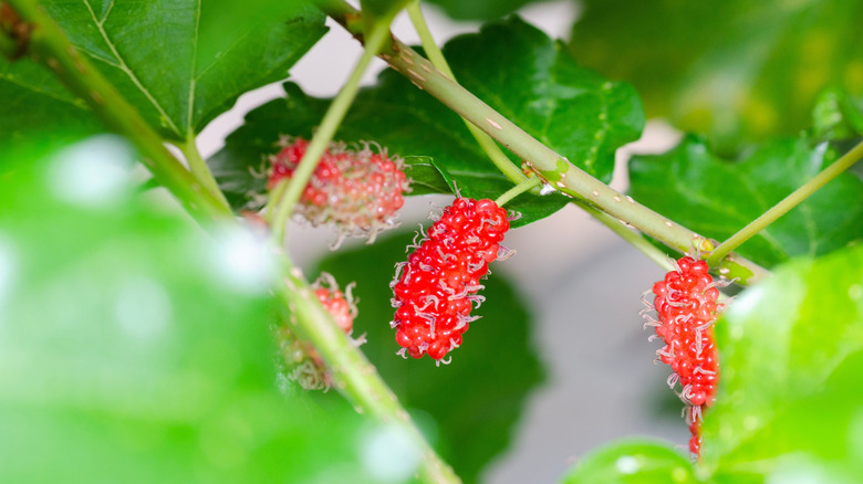 Amerikan dut meyveleri ve yaprakları yakın.