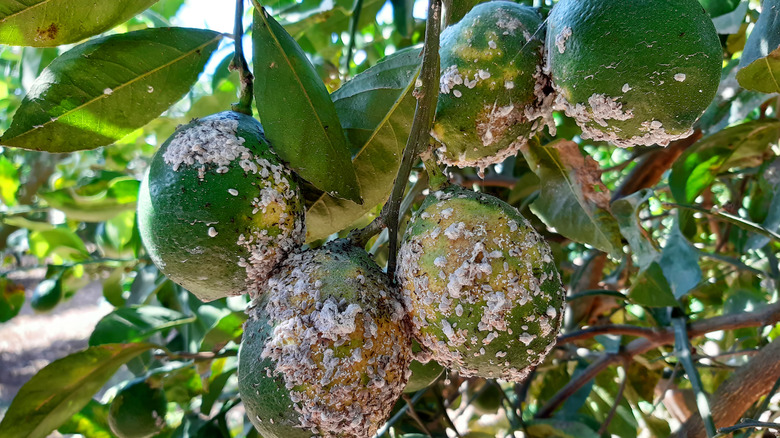 Narenciye ölçeği ile enfekte olan limonlar