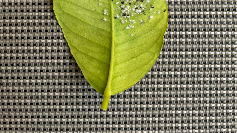 Bir limon ağacı yaprağının alt tarafında beyaz bayramların kapatılması