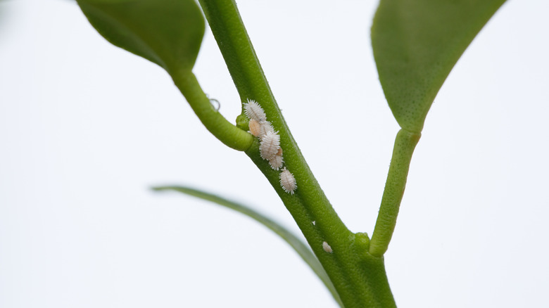 Bir limon ağacının gövdesinde Mealybugs Closeup