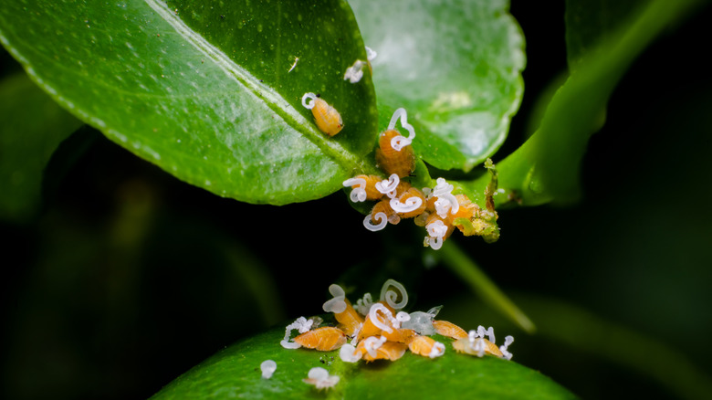 Limon ağacında Asya Narenciye Psyllid Nympths