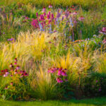 Büyümemeniz gereken çarpıcı zemin örtüsü (ve işte bunun yerine eklemeniz gereken şey)