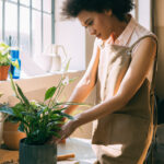 Gelişen barış zambak bitkileri için kullanılacak en iyi gübre