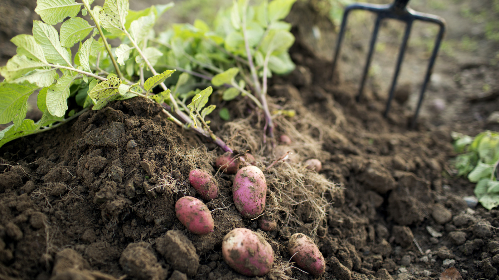 Bahçede patates ile asla büyümemelisiniz 8 bitki