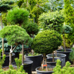 Küçük bahçe alanınız için neden cüce bitkileri düşünmelisiniz?