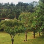 Sıcak iklimlerde iyi büyüyen hızlı üreten meyve ağacı