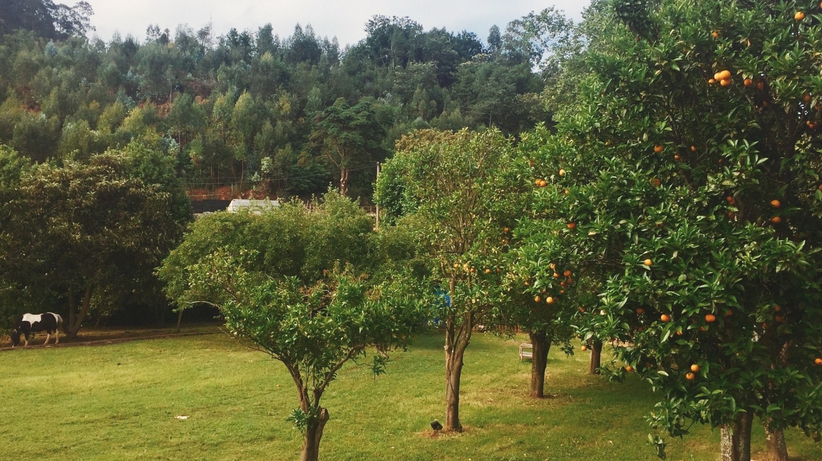 Sıcak iklimlerde iyi büyüyen hızlı üreten meyve ağacı