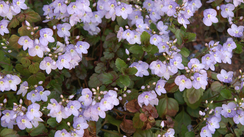 Veronica 'Waterperry Blue' closeup