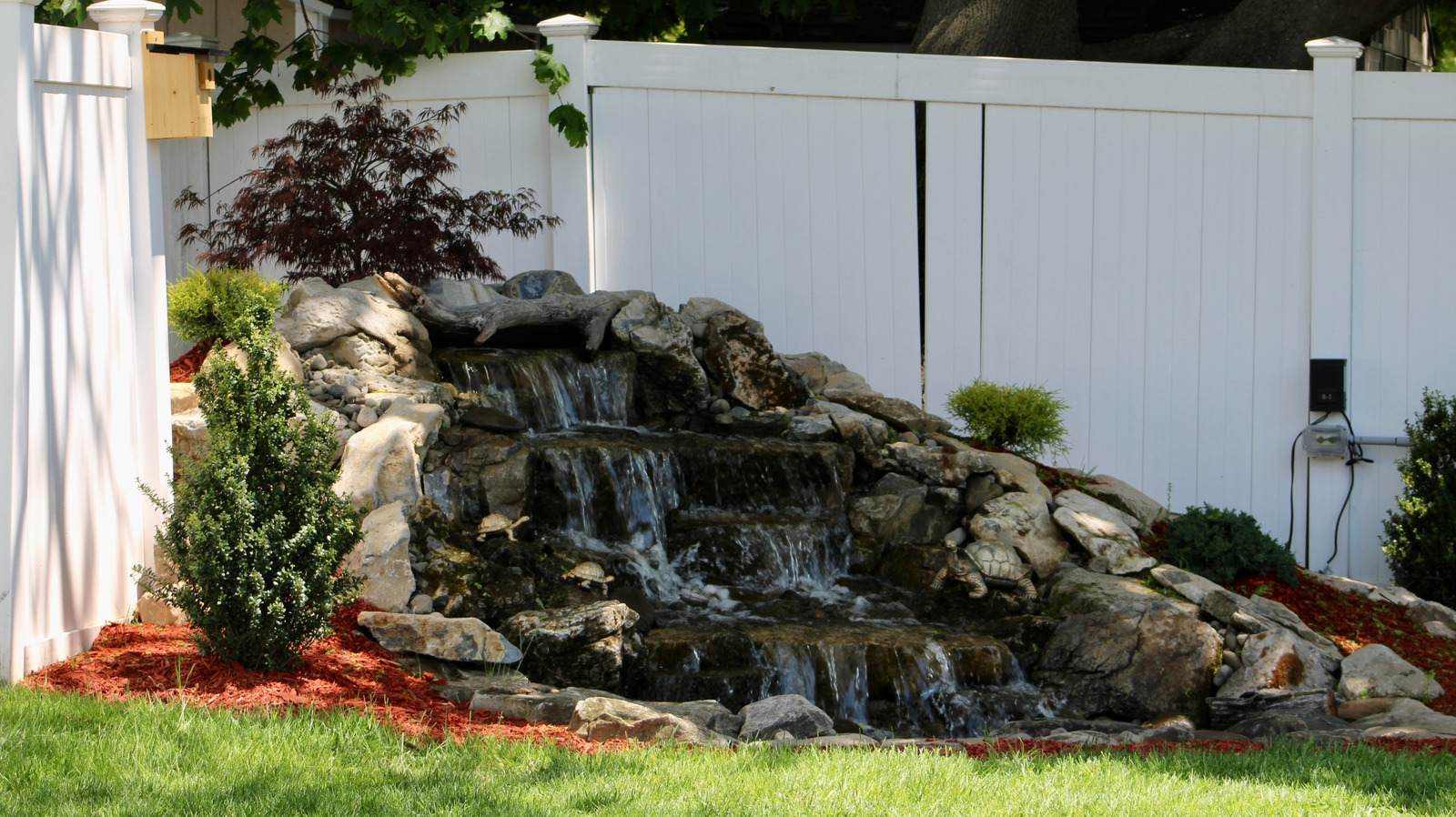 Kuşların bahçenizde direnemeyeceği hızlı büyüyen gizlilik ağacı