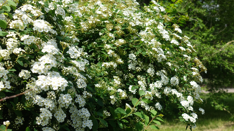Büyük bir spilia çalı beyaz çiçeklerle çiçek açar.