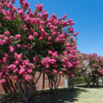 Muhteşem Blooms için krep mersin ile dikmeniz gereken bahçe favori çiçek