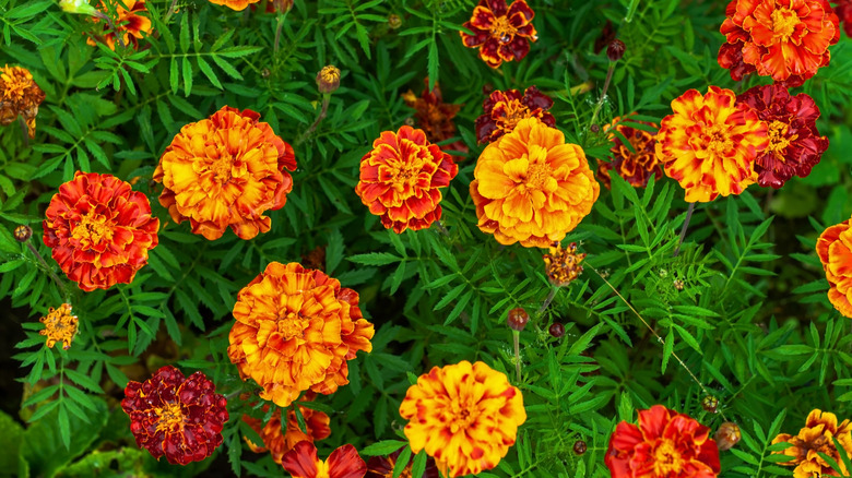 Parlak turuncu ve kırmızı Fransız Marigolds.