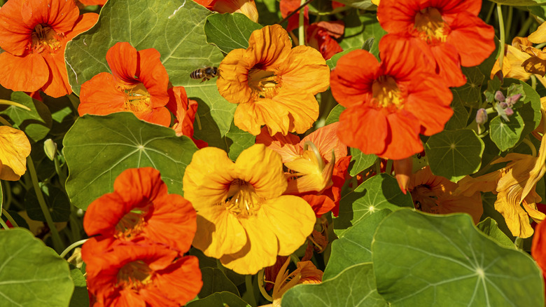 Bir bahçede kırmızı ve turuncu nasturtiums.