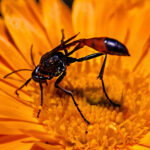 Bahçeye faydalı böcekleri çeken tohumdan büyümek için 9 çiçek