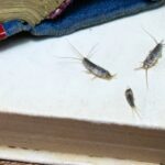 Gümüş balığı istilası ile uğraşırken herkesin yaptığı hatalar