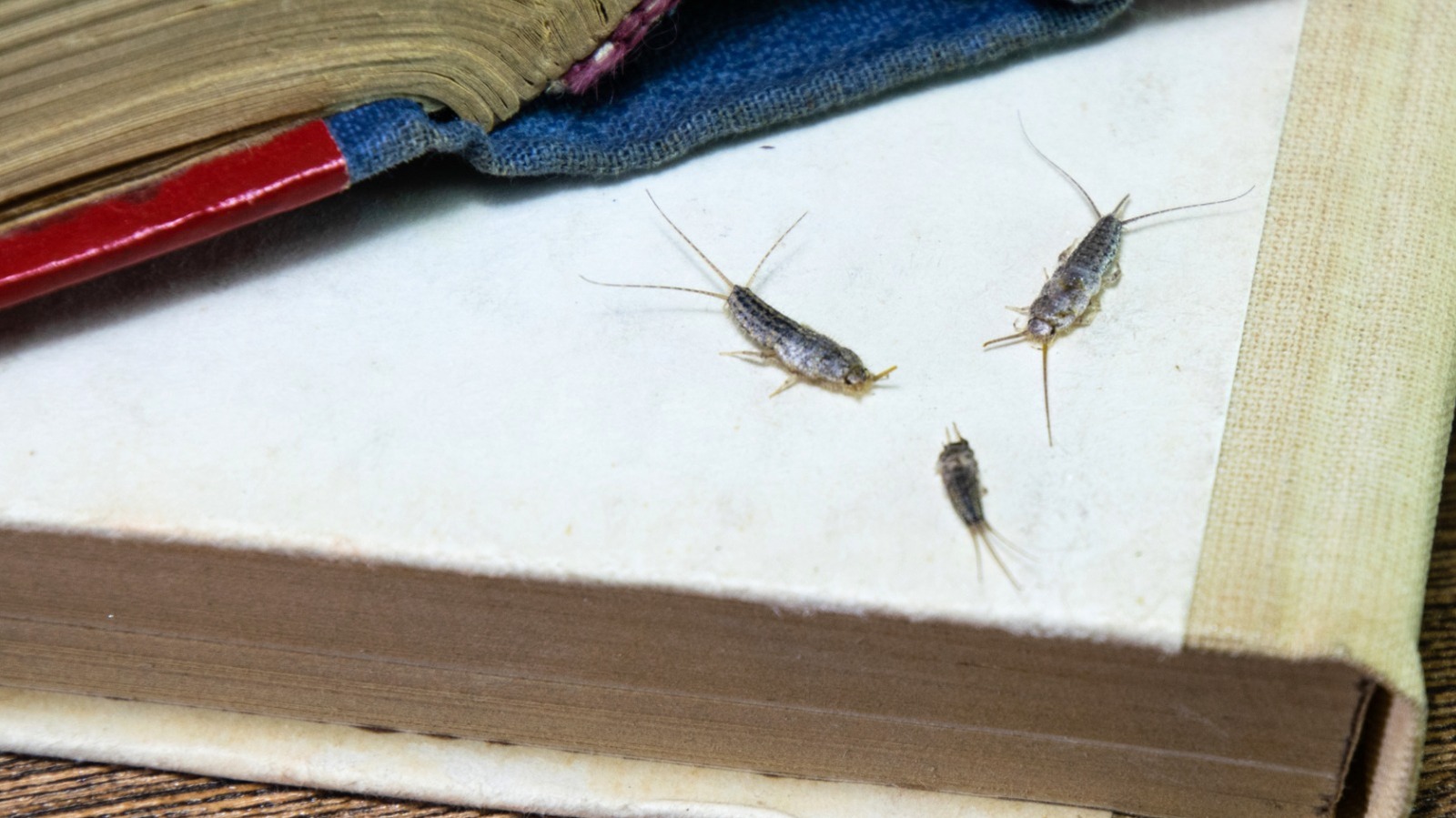 Gümüş balığı istilası ile uğraşırken herkesin yaptığı hatalar