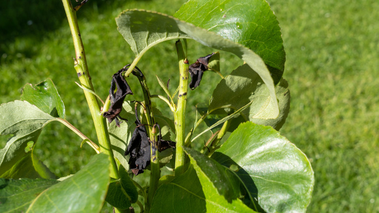 Armut yapraklarında yangın yanık hasarı.