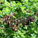 Meyve ağaçlarına ateş yangınlığı belirtileri ve ondan nasıl kurtulur