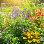 Bahçede parlak, sıcak noktaları sevecek ısıya toleranslı çiçek