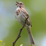 Kuşların ve kelebeklerin bahçenizde seveceği çiçekli aksan ağacı