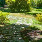 Hem gölgede hem de güneşte gelişen muhteşem bahar çiçek açan çiçek