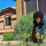 İlkbaharda neşeli sarı çiçeklere sahip düşük bakımlı zemin örtüsü