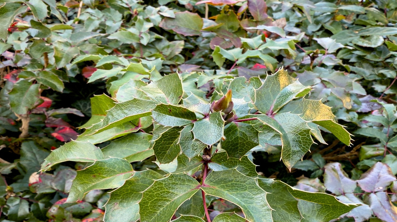 Sürünen Mahonia'nın yeşil ve kırmızı yaprakları
