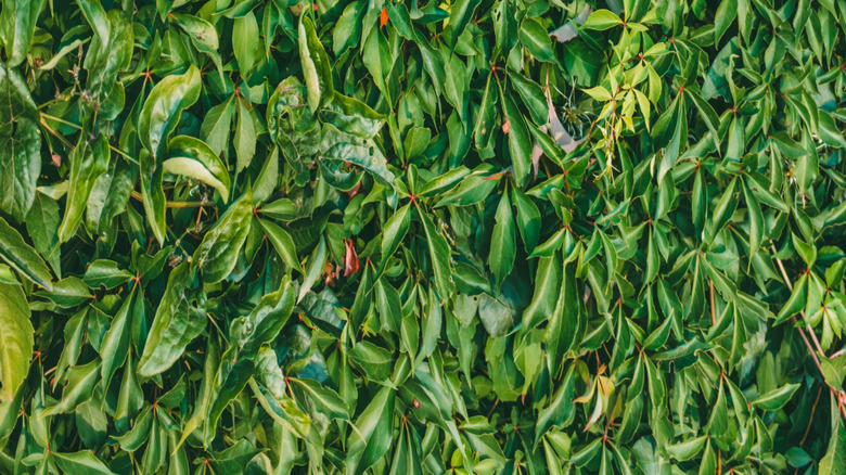 Yoğun büyüyen Virginia Creeper Vines