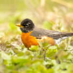 Bahçenize akın kuşları olacak 13 güzel zemin kapakları