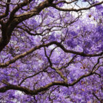 Daha fazla çiçek açmayı teşvik etmek için Jacaranda ağaçlarınızı gübrelemek için yılın en iyi zamanı
