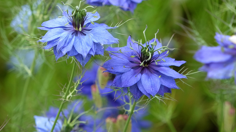 Bloom'da Mor-A-Mist Çiçekler