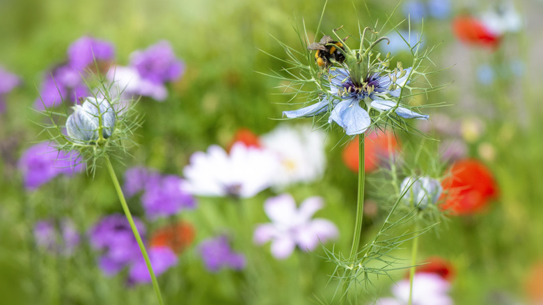 Bir arı, bir bahar bahçesinde anında bir aşk çiçeğine dayanır.