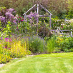 Sürekli renk için erken ilkbaharda ekmek isteyeceğiniz hızlı büyüyen çiçek