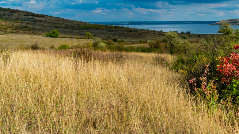 Cotinus obovatus'ta kırmızı yapraklar