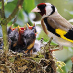 Kuşları bahçenizde yuvalamaya teşvik edecek muhteşem renge sahip küçük ağaç