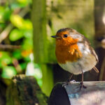Bahçenizi bir kuş cenneti haline getirecek hızlı büyüyen tırmanma tesisi