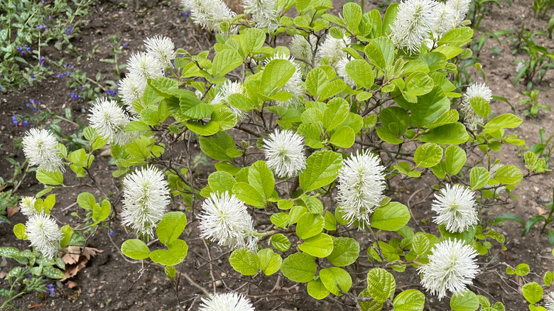 Tam çiçek açan genç bir fothergilla çalı