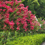 Krep mersinli ağaçlarınızla büyüyen hostaları neden yeniden düşünmelisiniz?