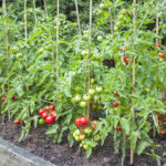 Bahçedeki domateslerinizin yakınında dikmeyi düşünmelisiniz.